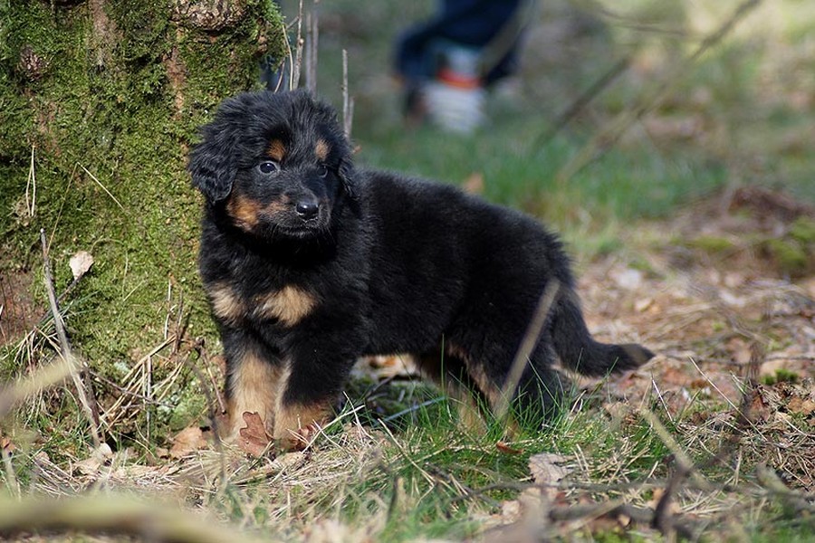 Zwarte Hovawart-pup in de natuur