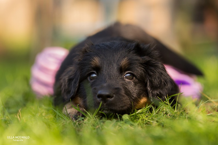 Zwart-blonde Hovawart-pup in het groen